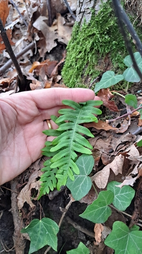 Polypodium observed 2026-10-28