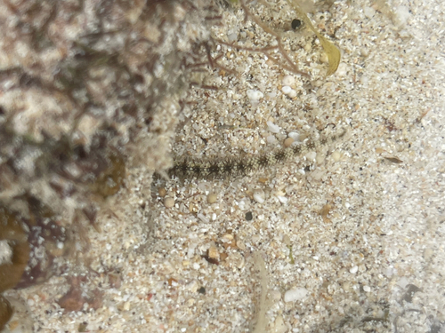 Ophiocoma scolopendrina observed 2026-10-28