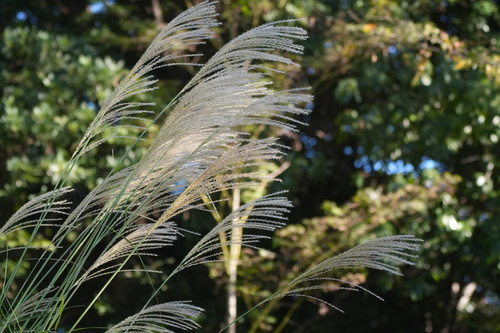 Miscanthus observed 2026-10-28