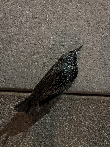 Sturnus vulgaris observed 2026-10-28