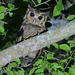 Eagle-Owls and Horned Owls - Photo (c) Nik Borrow, some rights reserved (CC BY-NC)