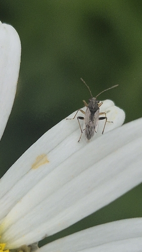 Nysius observed 2026-10-28