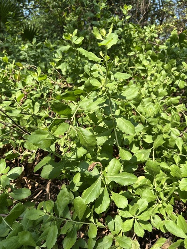 Pluchea indica observed 2026-10-28