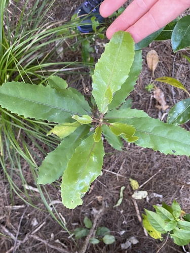 Zanthoxylum observed 2026-10-28