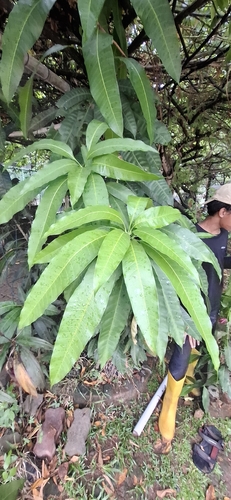 Mangifera indica observed 2026-10-28