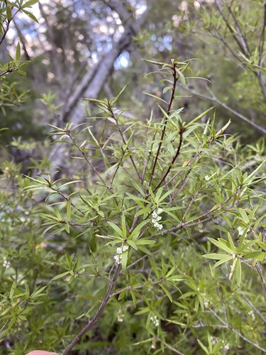 Styphelia observed 2026-10-28