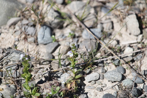 Veronica serpyllifolia observed 2026-10-24