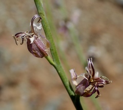 Streptanthus brachiatus