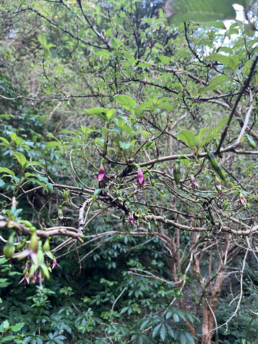 Fuchsia excorticata observed 2026-10-25