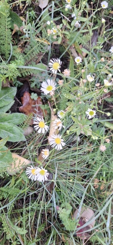 Erigeron annuus observed 2026-10-28