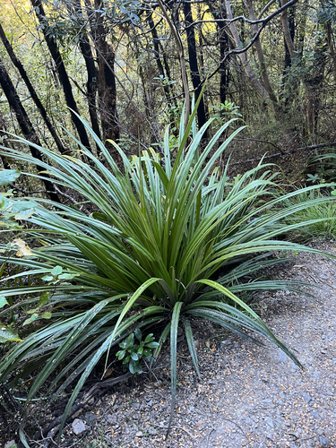 Astelia nervosa observed 2026-10-25