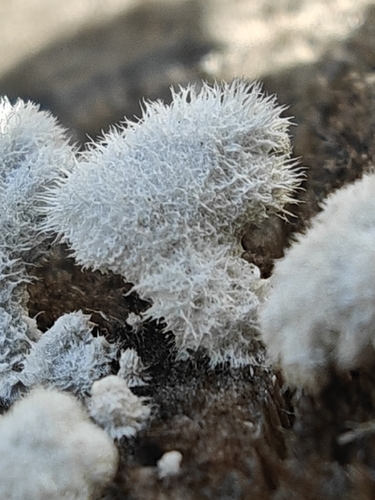 Schizophyllum commune observed 2026-10-28