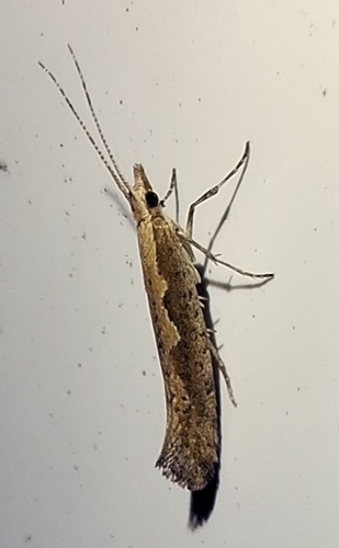 Plutella xylostella observed 2026-10-28