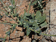 Streptanthus brachiatus