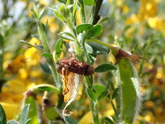 Prosternon bombycinum