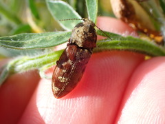 Prosternon bombycinum