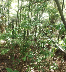 Hedycarya arborea