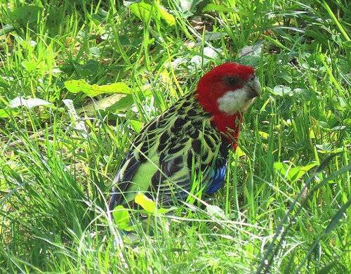 Platycercus eximius observed 2026-10-28