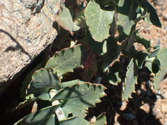 Streptanthus brachiatus