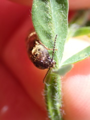 Prosternon bombycinum