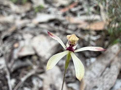 Caladenia observed 2026-10-28