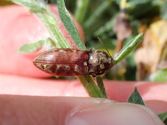 Prosternon bombycinum