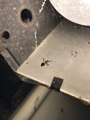 Araneae