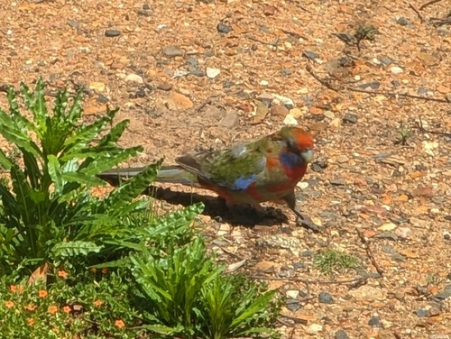 Platycercus elegans observed 2026-10-28