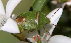 Ocirrhoe unimaculata