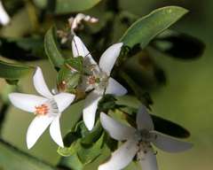 Ocirrhoe unimaculata