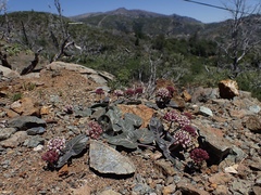 Asclepias solanoana
