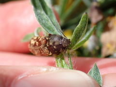 Prosternon bombycinum