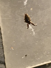 Araneae