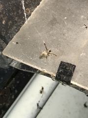 Araneae