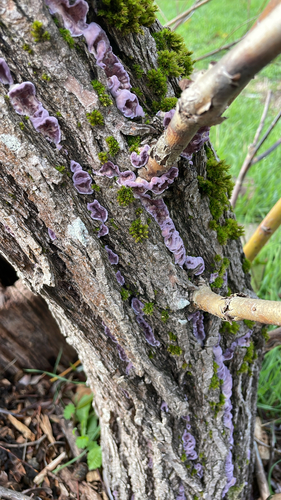 Chondrostereum purpureum, 2026-10-28