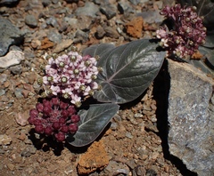 Asclepias solanoana