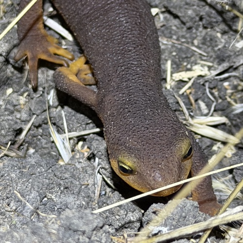 Taricha torosa observed 2026-10-25