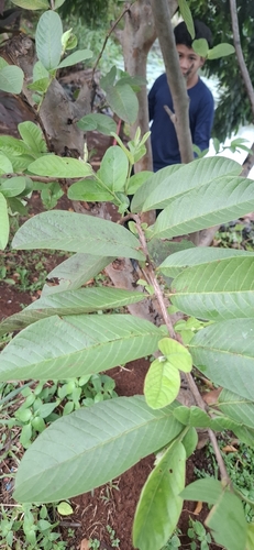 Psidium guajava observed 2026-10-28