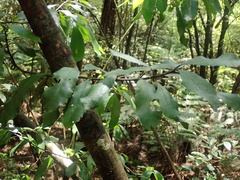 Hedycarya arborea