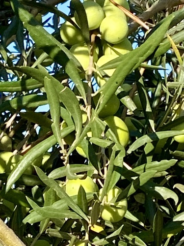 Oliva observed 2026-10-28