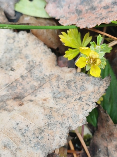 Fragaria observed 2026-10-28