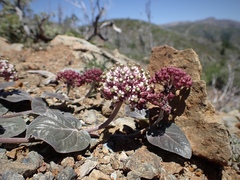 Asclepias solanoana