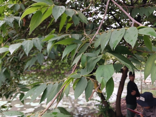 Muntingia calabura observed 2026-10-28