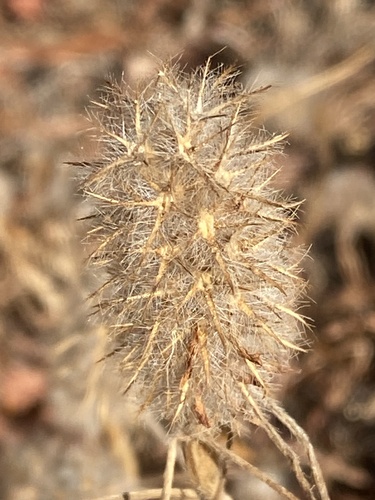 Trifolium observed 2026-10-28