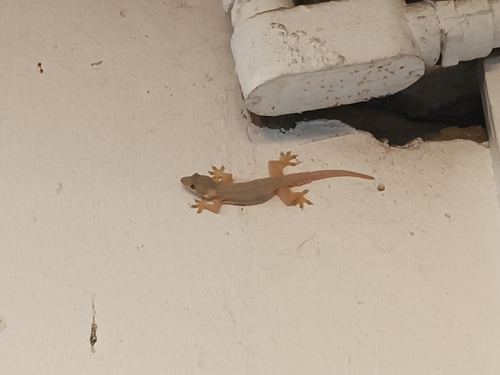 Hemidactylus platyurus observed 2026-10-28