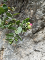 Arctostaphylos pilosula