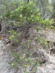 Arctostaphylos pilosula