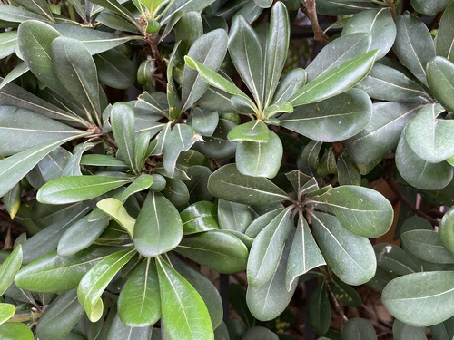 Pittosporum tobira observed 2026-10-28