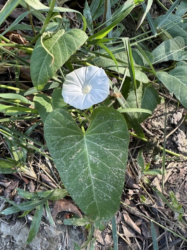 Ipomoea aquatica observed 2026-10-28