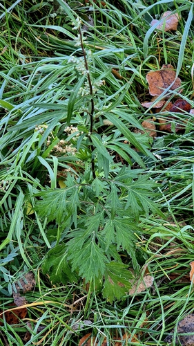 Artemisia vulgaris observed 2026-10-28